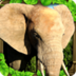 大象模拟器v1.2